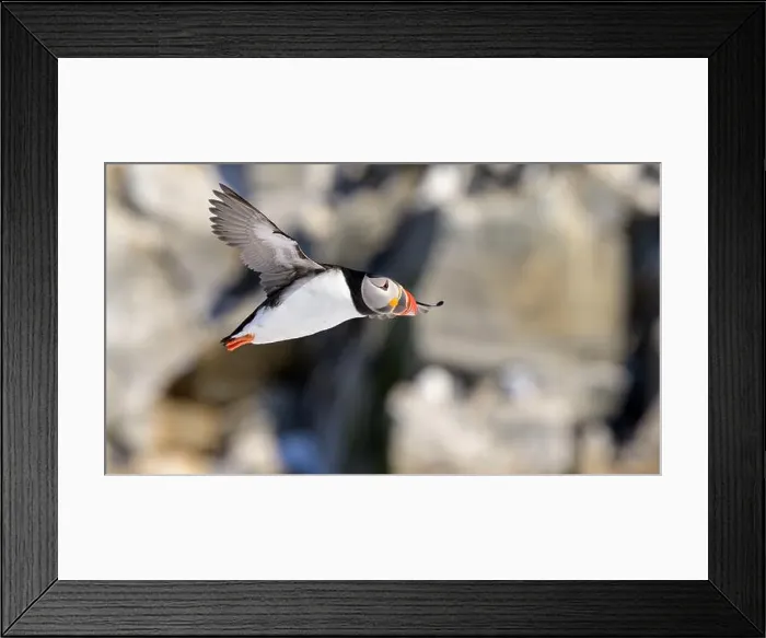 Framed Print : Atlantic puffin (Fratercula arctica) at Hornøya island, Norway Framed Print : Atlantic puffin (Fratercula arctica) at Hornøya island, Norway
