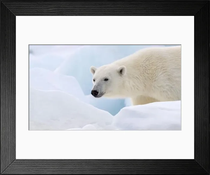 Framed Print : Male polar bear (Ursus maritimus) on ice Framed Print : Male polar bear (Ursus maritimus) on ice