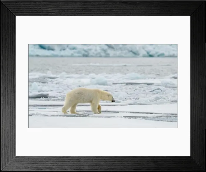 Framed Print : Male polar bear (Ursus maritimus) on ice Framed Print : Male polar bear (Ursus maritimus) on ice