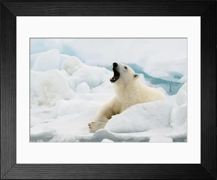Framed Print : Male polar bear (Ursus maritimus) on ice Framed Print : Male polar bear (Ursus maritimus) on ice