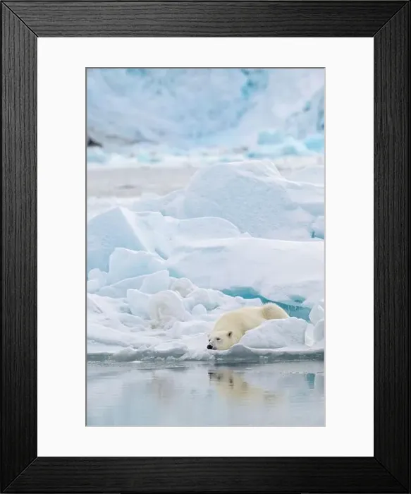 Framed Print : Male polar bear (Ursus maritimus) on ice Framed Print : Male polar bear (Ursus maritimus) on ice
