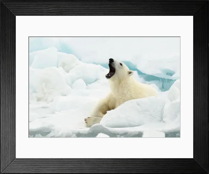 Framed Print : Male polar bear (Ursus maritimus) on ice Framed Print : Male polar bear (Ursus maritimus) on ice