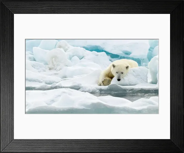 Framed Print : Male polar bear (Ursus maritimus) on ice Framed Print : Male polar bear (Ursus maritimus) on ice