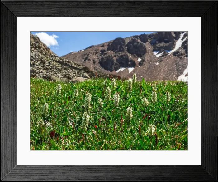 Framed Print : Nature of Altai mountains: Salix Arctica (arctic willow) Framed Print : Nature of Altai mountains: Salix Arctica (arctic willow)