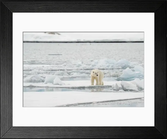 Framed Print : Male polar bear (Ursus maritimus) on ice Framed Print : Male polar bear (Ursus maritimus) on ice