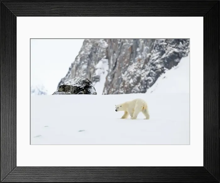 Framed Print : Female polar bear (Ursus maritimus) on snow Framed Print : Female polar bear (Ursus maritimus) on snow