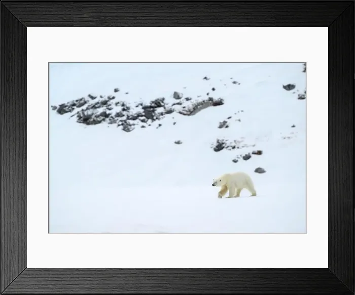 Framed Print : Female polar bear (Ursus maritimus) on snow Framed Print : Female polar bear (Ursus maritimus) on snow