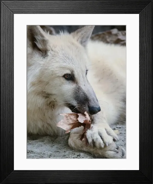 Framed Print : Arctic Wolf Paying With a Leaf
