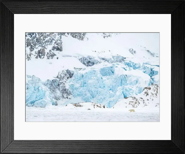 Framed Print : Polar bear walking in front of glacier, Svalbard Framed Print : Polar bear walking in front of glacier, Svalbard
