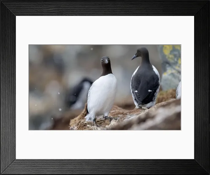 Framed Print : Common murre, common guillemot (Uria aalge) at Hornøya island, Norway Framed Print : Common murre, common guillemot (Uria aalge) at Hornøya island, Norway