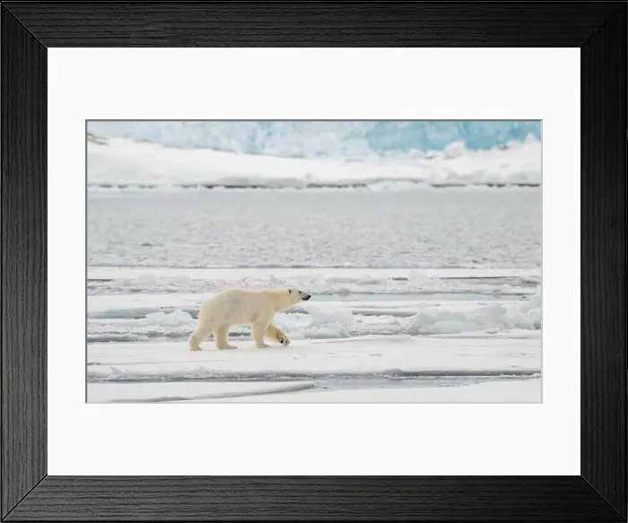 Framed Print : Male polar bear (Ursus maritimus) on ice Framed Print : Male polar bear (Ursus maritimus) on ice