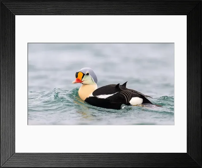 Framed Print : Male king eider (Somateria spectabilis) in water Framed Print : Male king eider (Somateria spectabilis) in water