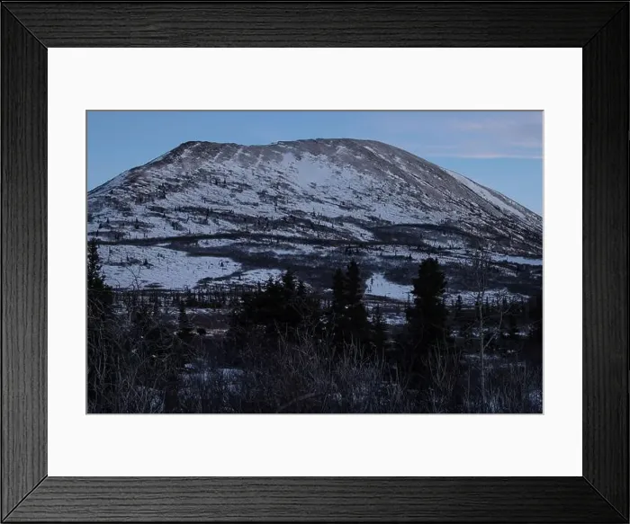 Framed Print : Moose eating below snowy Donnelly Dome on a winter evening near Delta Junction, Alaska Framed Print : Moose eating below snowy Donnelly Dome on a winter evening near Delta Junction, Alaska