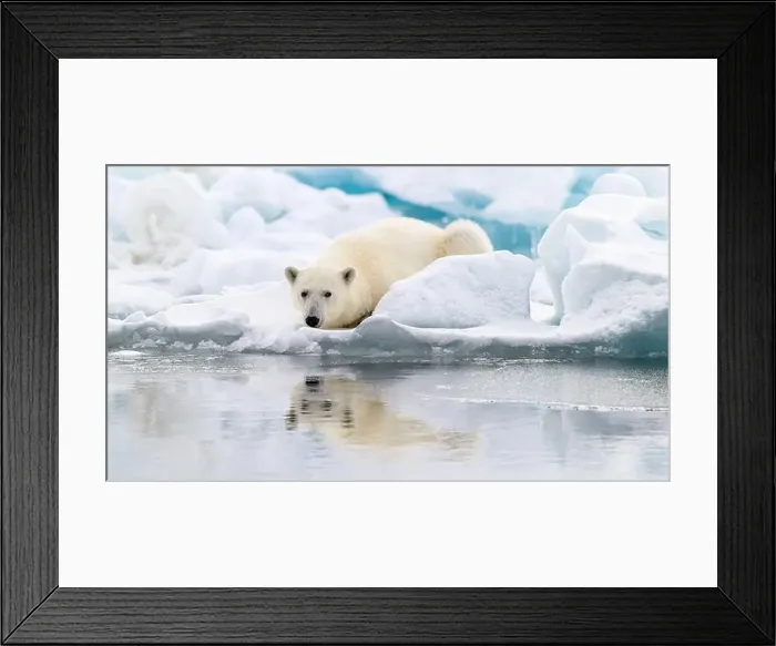 Framed Print : Male polar bear (Ursus maritimus) on ice Framed Print : Male polar bear (Ursus maritimus) on ice