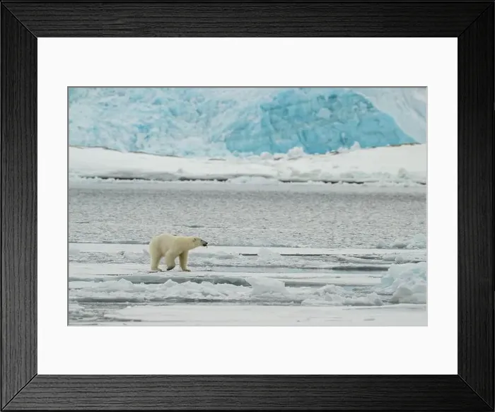 Framed Print : Male polar bear (Ursus maritimus) on ice Framed Print : Male polar bear (Ursus maritimus) on ice