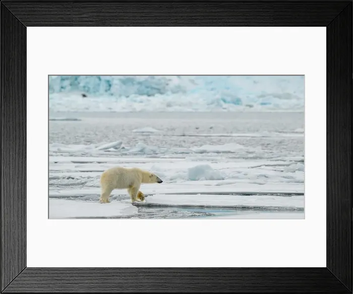 Framed Print : Male polar bear (Ursus maritimus) on ice