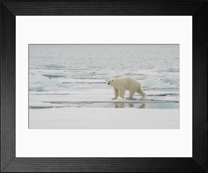 Framed Print : Male polar bear (Ursus maritimus) on ice Framed Print : Male polar bear (Ursus maritimus) on ice