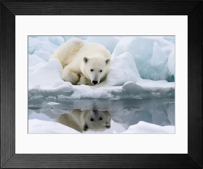 Framed Print : Male polar bear (Ursus maritimus) on ice Framed Print : Male polar bear (Ursus maritimus) on ice