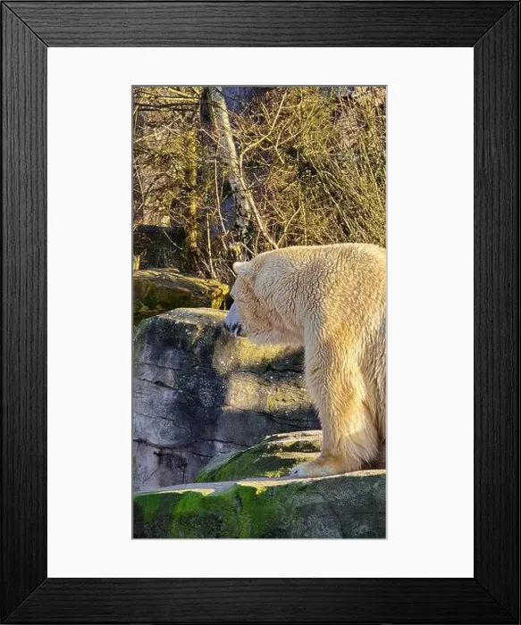 Framed Print : The magnificent Polar Bear thrives in the Arctic, showcasing resilience and beauty in ice Framed Print : The magnificent Polar Bear thrives in the Arctic, showcasing resilience and beauty in ice