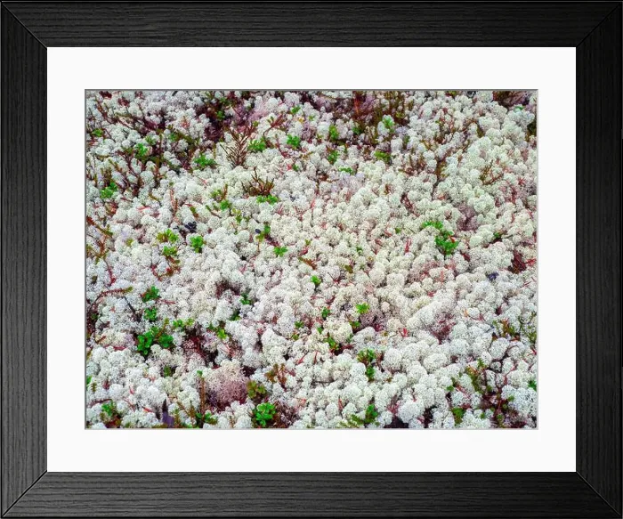 Framed Print : Arctic white moss yagel in the Northern forest. Natural background Framed Print : Arctic white moss yagel in the Northern forest. Natural background