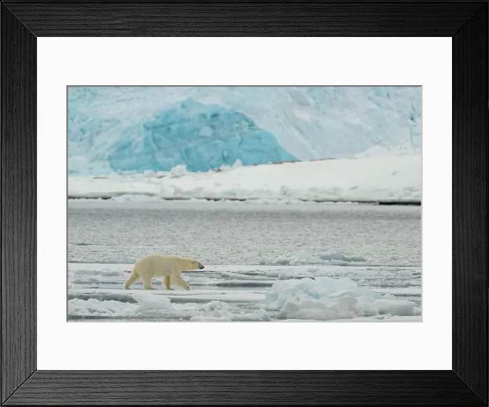 Framed Print : Male polar bear (Ursus maritimus) on ice Framed Print : Male polar bear (Ursus maritimus) on ice