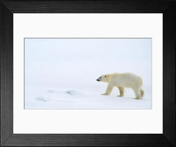Framed Print : Female polar bear (Ursus maritimus) on snow Framed Print : Female polar bear (Ursus maritimus) on snow