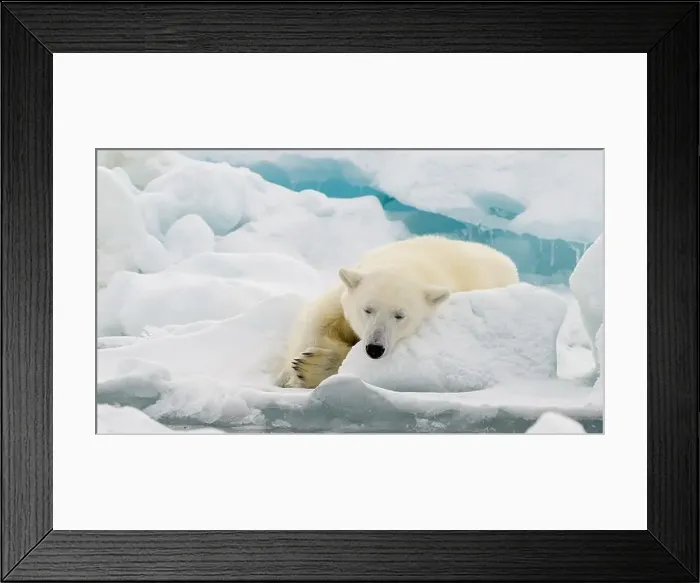 Framed Print : Male polar bear (Ursus maritimus) on ice Framed Print : Male polar bear (Ursus maritimus) on ice