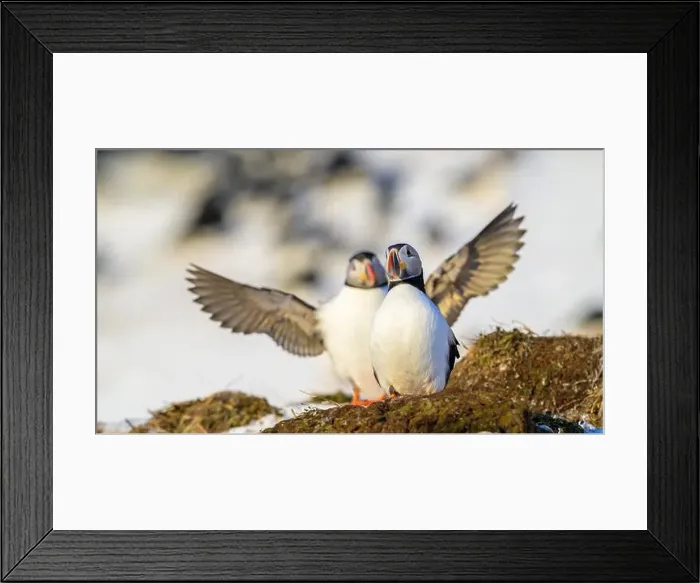 Framed Print : Atlantic puffin (Fratercula arctica) at Hornøya island, Norway Framed Print : Atlantic puffin (Fratercula arctica) at Hornøya island, Norway