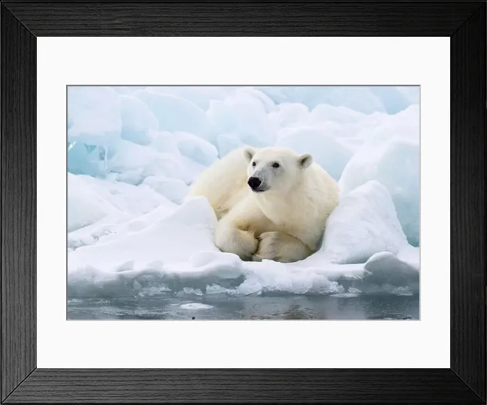 Framed Print : Male polar bear (Ursus maritimus) on ice Framed Print : Male polar bear (Ursus maritimus) on ice