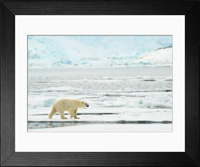 Framed Print : Male polar bear (Ursus maritimus) on ice Framed Print : Male polar bear (Ursus maritimus) on ice