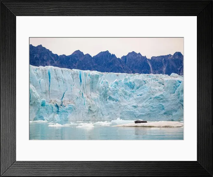 Framed Print : Bearded seal (Erignathus barbatus) on ice in front of glacier Framed Print : Bearded seal (Erignathus barbatus) on ice in front of glacier