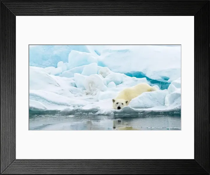 Framed Print : Male polar bear (Ursus maritimus) on ice Framed Print : Male polar bear (Ursus maritimus) on ice