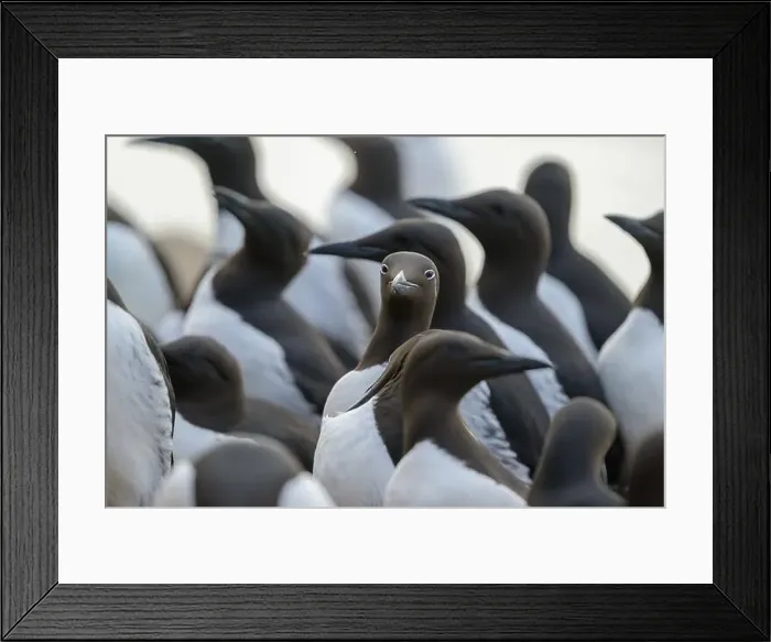 Framed Print : Common murre, common guillemot (Uria aalge) at Hornøya island, Norway