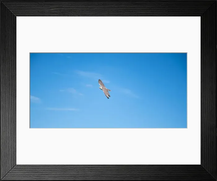 Framed Print : Gyrfalcon, wildlife, raptor bird of prey flying in the blue sky, Falco rusticolus
