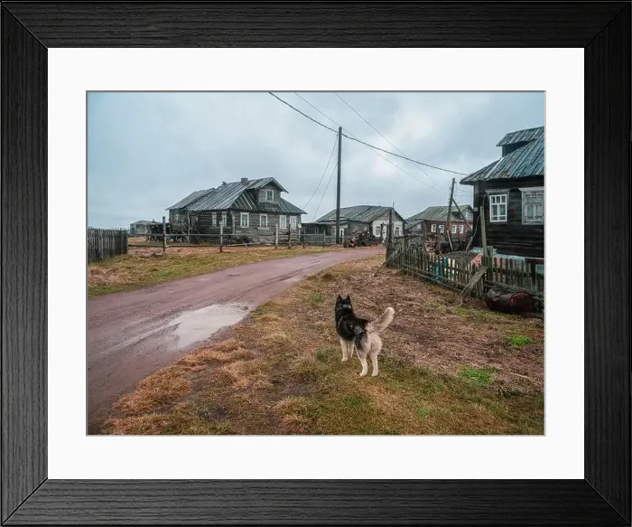 Framed Print : Authentic village on the shore of the Kandalaksha Bay of the White sea. The yard dog is on guard. Kola peninsula. Russia Framed Print : Authentic village on the shore of the Kandalaksha Bay of the White sea. The yard dog is on guard. Kola peninsula. Russia