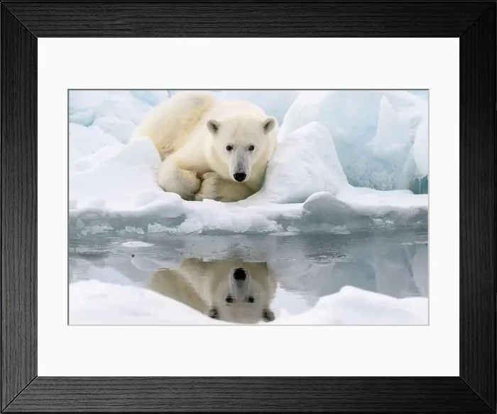 Framed Print : Male polar bear (Ursus maritimus) on ice Framed Print : Male polar bear (Ursus maritimus) on ice