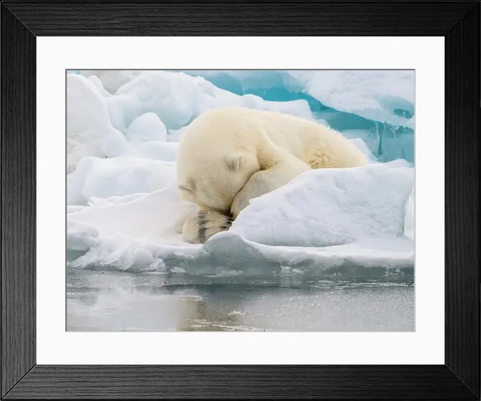 Framed Print : Male polar bear (Ursus maritimus) on ice Framed Print : Male polar bear (Ursus maritimus) on ice