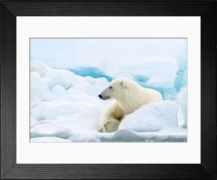 Framed Print : Male polar bear (Ursus maritimus) on ice Framed Print : Male polar bear (Ursus maritimus) on ice