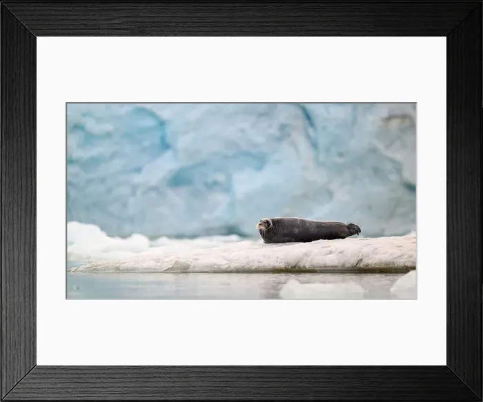 Framed Print : Bearded seal (Erignathus barbatus) on ice in front of glacier Framed Print : Bearded seal (Erignathus barbatus) on ice in front of glacier