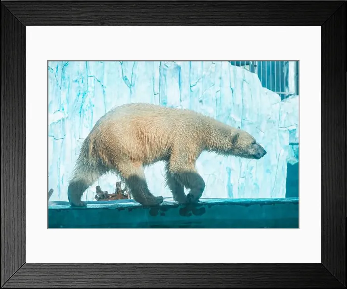 Framed Print : a polar bear in a zoo walks on a ledge on a blue background in the form of ice floes Framed Print : a polar bear in a zoo walks on a ledge on a blue background in the form of ice floes