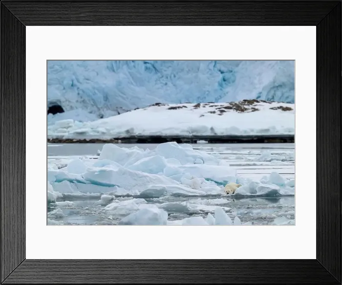 Framed Print : Male polar bear (Ursus maritimus) on ice Framed Print : Male polar bear (Ursus maritimus) on ice