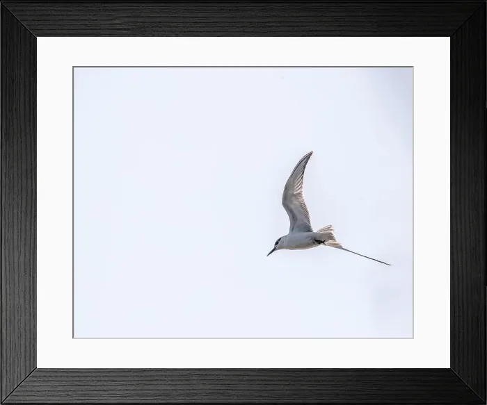 Framed Print : A river tern in flight Framed Print : A river tern in flight