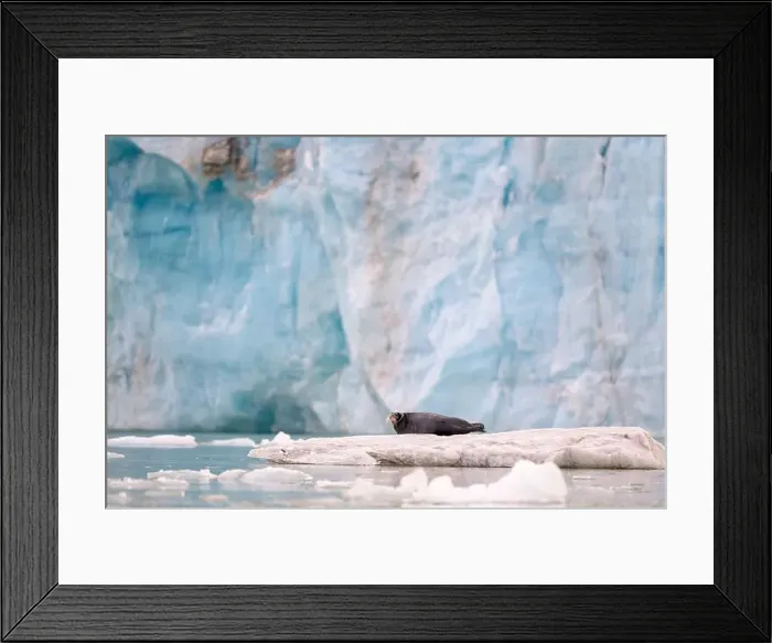 Framed Print : Bearded seal (Erignathus barbatus) on ice in front of glacier Framed Print : Bearded seal (Erignathus barbatus) on ice in front of glacier