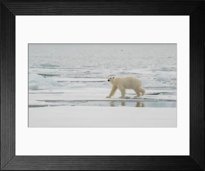 Framed Print : Male polar bear (Ursus maritimus) on ice Framed Print : Male polar bear (Ursus maritimus) on ice