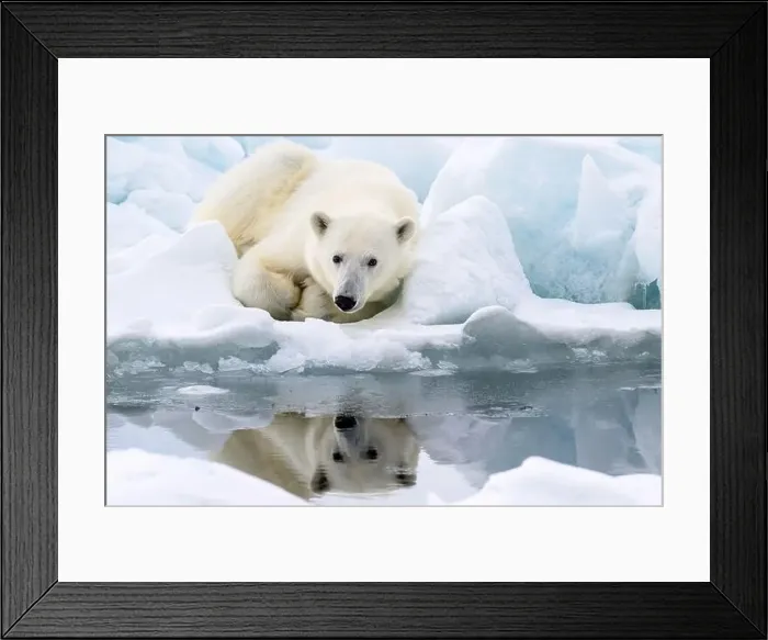 Framed Print : Male polar bear (Ursus maritimus) on ice Framed Print : Male polar bear (Ursus maritimus) on ice