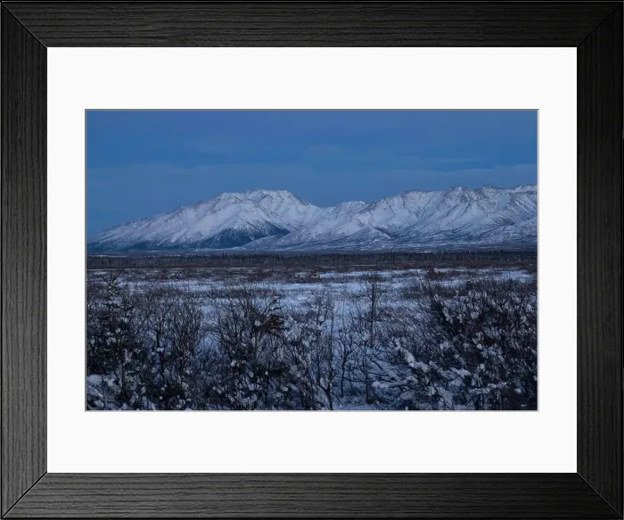 Framed Print : Caribou in field with snowy mountains in the background on a winter evening after sunset near Delta Junction Framed Print : Caribou in field with snowy mountains in the background on a winter evening after sunset near Delta Junction