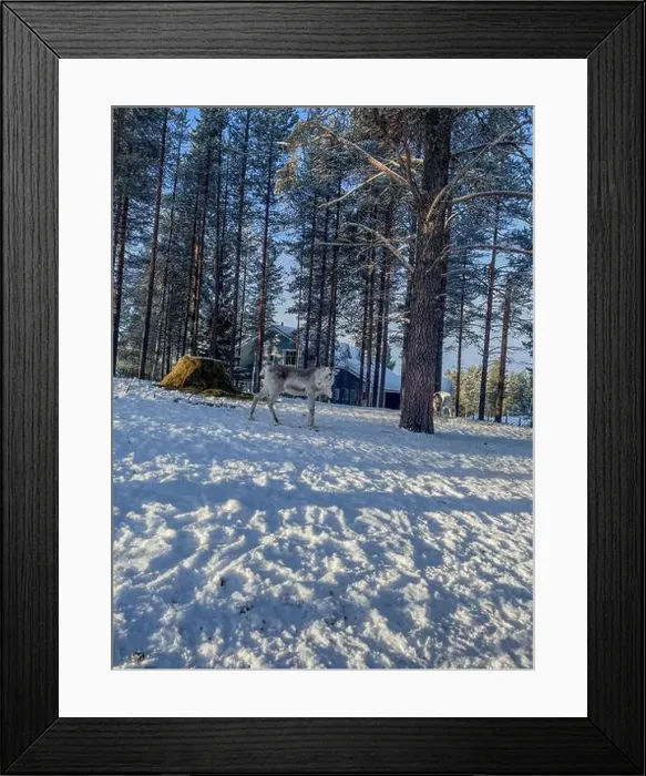 Framed Print : A reindeer in Finnish Lapland in Levi Framed Print : A reindeer in Finnish Lapland in Levi