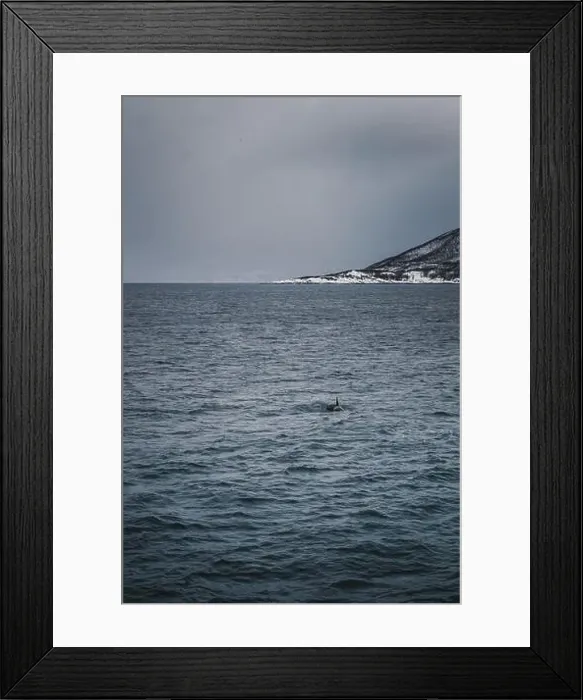 Framed Print : Orca in the arctic ocean in the Lyngen Alps in northern arctic Norway Framed Print : Orca in the arctic ocean in the Lyngen Alps in northern arctic Norway