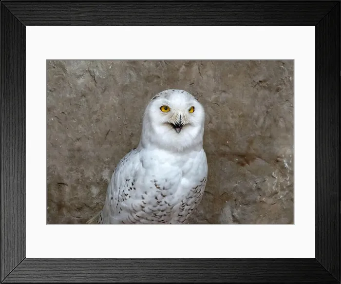 Framed Print : Polar owl male closeup in the zoo on a brown background Framed Print : Polar owl male closeup in the zoo on a brown background