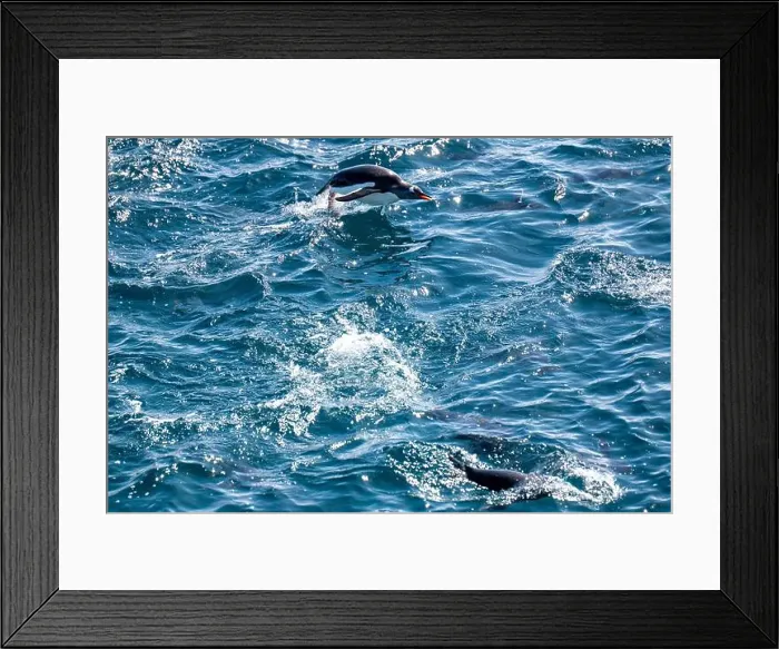 Framed Print : Gentoo penguins (Pygoscelis papua) are hunting in the Southern O Framed Print : Gentoo penguins (Pygoscelis papua) are hunting in the Southern O